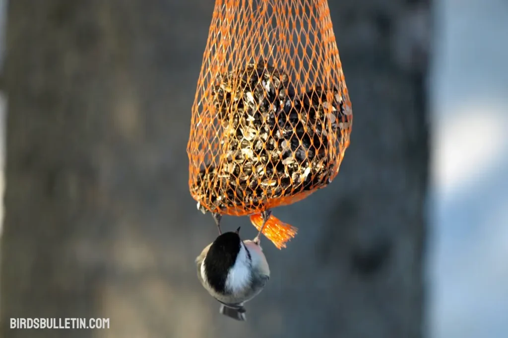 What Do Mountain Chickadees Eat