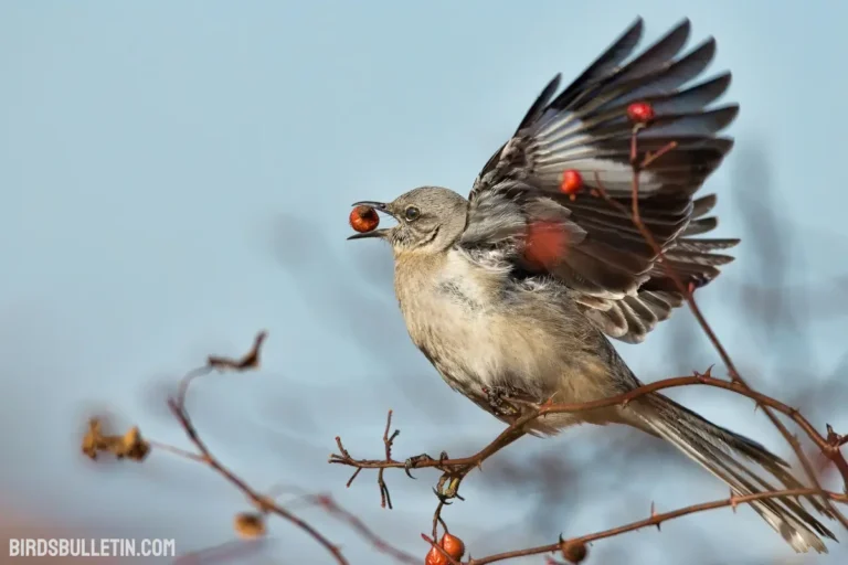 What Do Northern Mockingbirds Eat