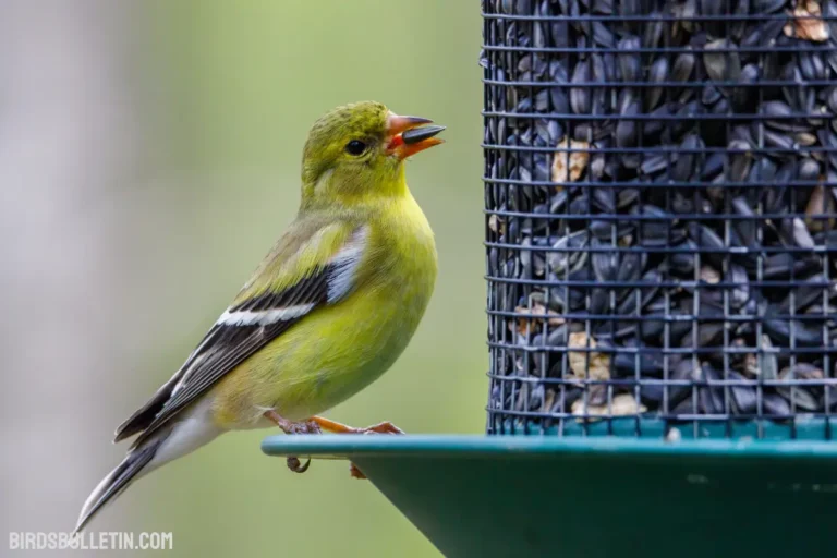 What Does American Goldfinch Eat
