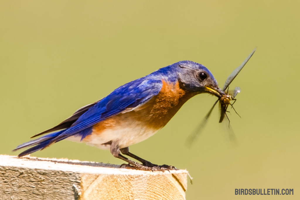 What Does Eastern Bluebird Eat