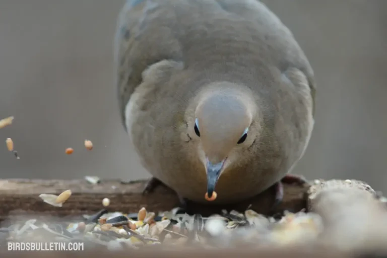 What Does Eastern Mourning Dove Eat
