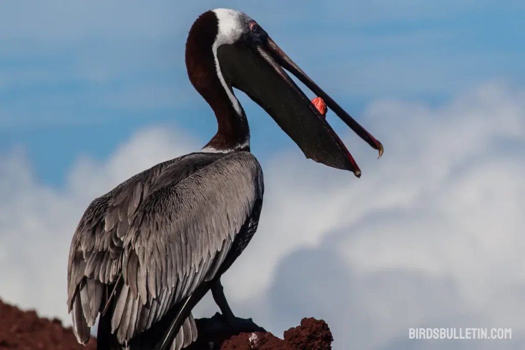 What Does the Brown Pelican Eat