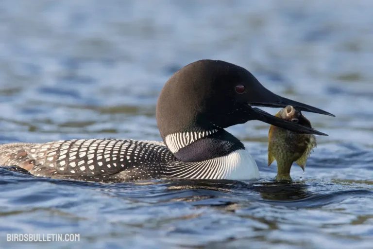 What Does the Common Loon Eat