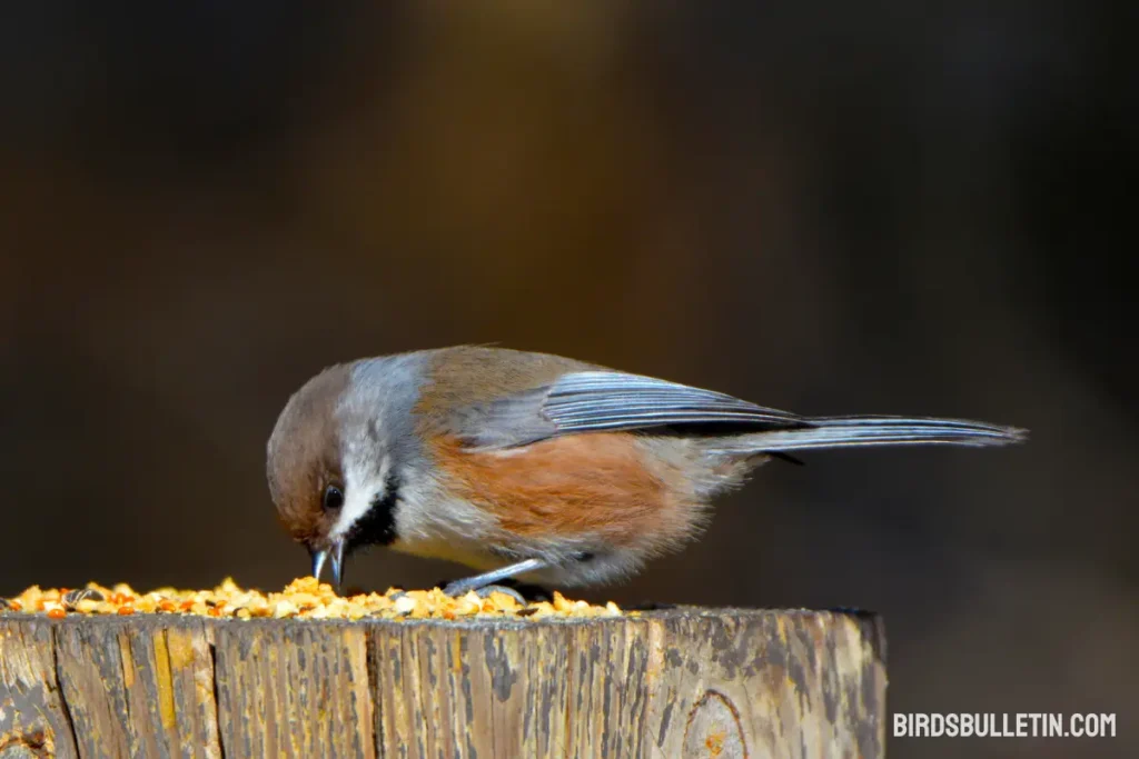 What do Boreal Chickadees eat