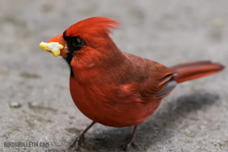 What do Northern Cardinals eat