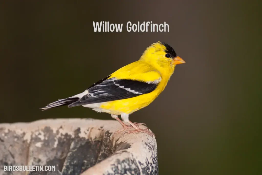 Willow Goldfinch Overview
