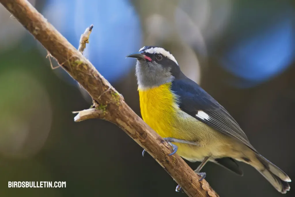 Bananaquit Bird Overview