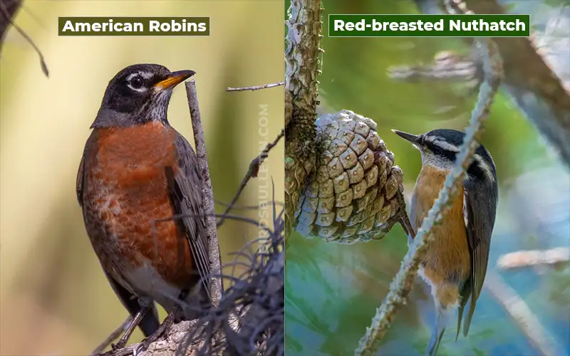 Birds Look Like Red-breasted Nuthatch