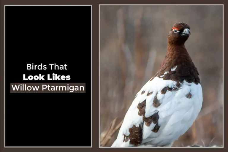 Birds That Look Like Willow Ptarmigan