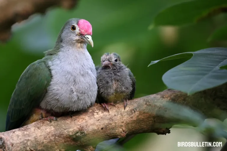 Mariana Fruit-Dove Overview
