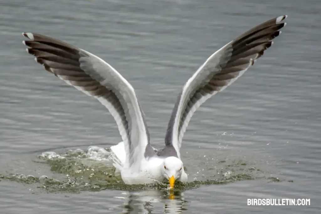What Do California Gulls Eat