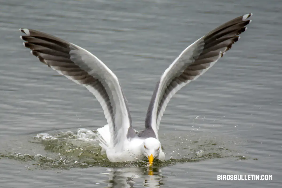 What Do California Gulls Eat? - Birds Bulletin