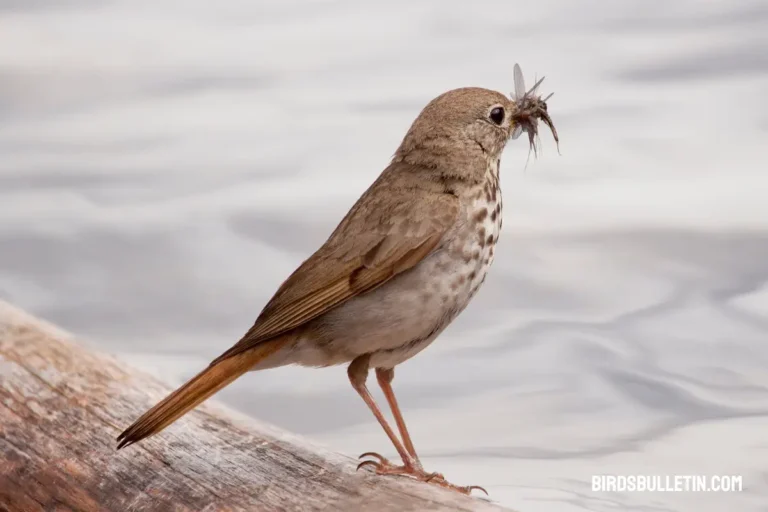 What Do Hermit Thrushes Eat
