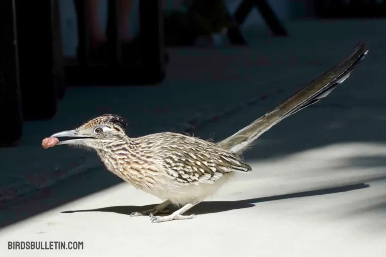What Does Greater Roadrunners Eat