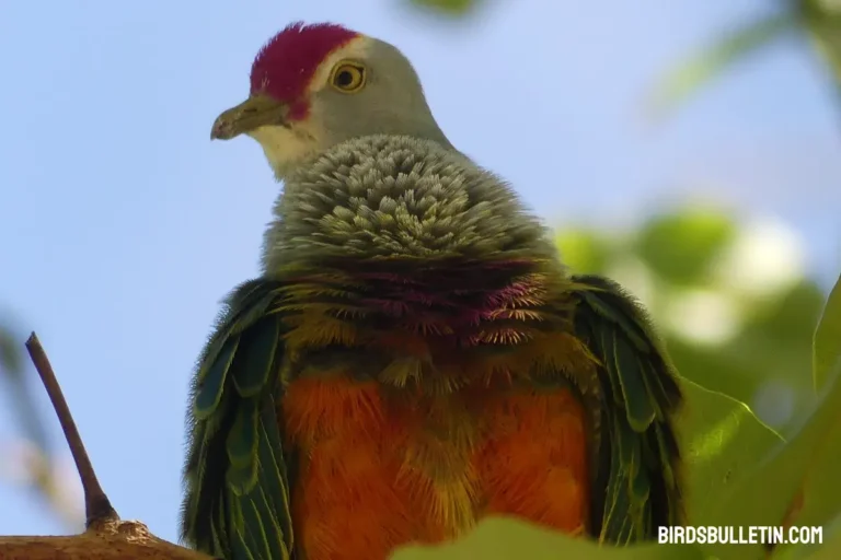 What Does Mariana Fruit Dove Eat